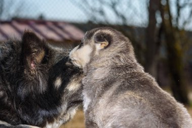 Köpek anne bir köpek yavrusuyla oynuyor..