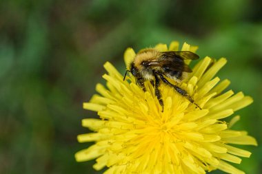 Arı karahindibadan nektar topluyor..