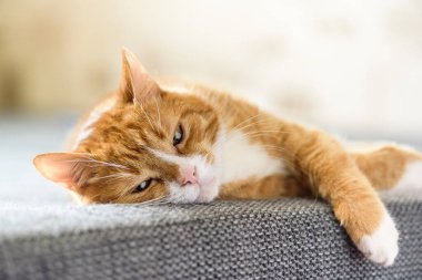 Kedi pençelerini çapraz yaptı.