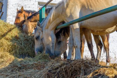 Çiftlikteki atlar saman yer. Yakından çekilmiş..