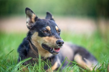 Ormandaki çimlerin üzerinde bir köpeğin portresi..