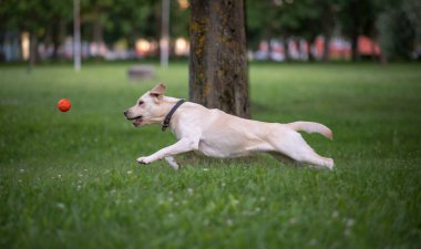 Genç bir labrador top için parkta koşuyor. Yakından çekilmiş..