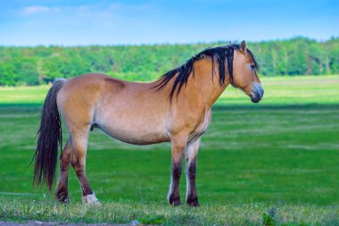Çayırdaki bir atın portresi