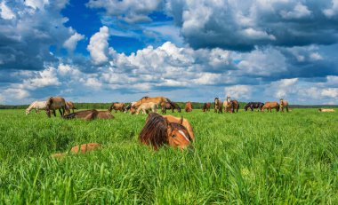 Yazın yeşil bir tarlada otlayan at sürüsü.