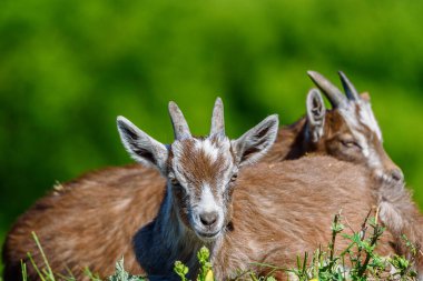 Keçiler çimenlerde otlar.