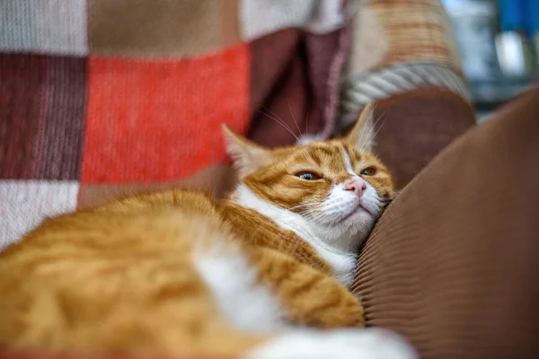 Gato Casero Rojo Que Descansa Acostado Sofá —  Fotos de Stock