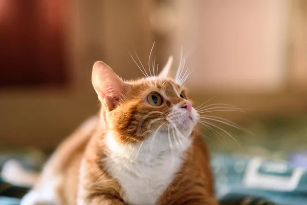 Kırmızı kedi kanepede yatıyor. Yakından çekilmiş..