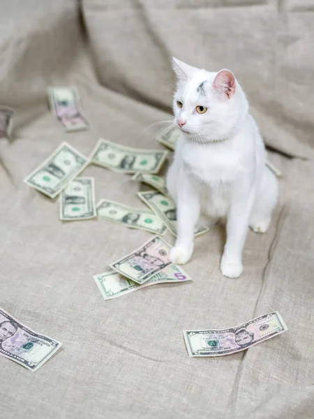 Белые Кошки Доллары — стоковое фото