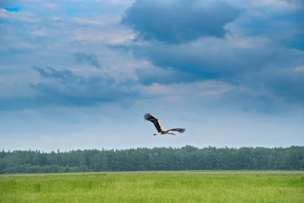 Una Cigüeña Vuela Sobre Pasto Verano Primer Plano Fotografiado — Foto de Stock