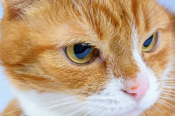 Kızıl bir kedinin portresi. Yaklaş.