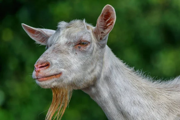 Porträt Einer Ziege Auf Dem Feld Großaufnahme — Stockfoto