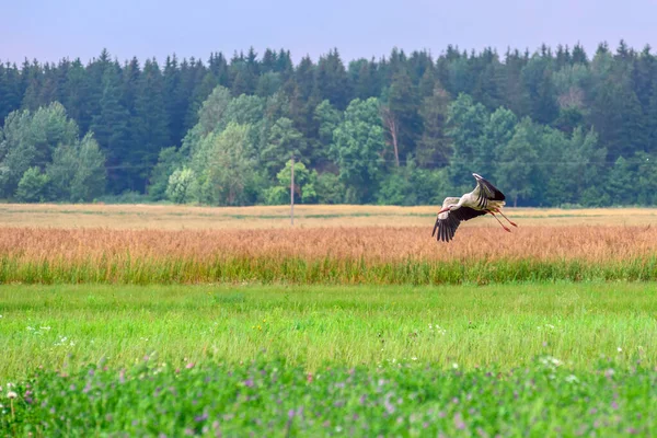 Leylek tarlanın üzerinde uçuyor.