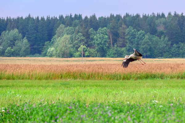 The stork is flying over the field