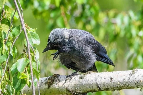 Corbeau Debout Sur Une Jambe Sur Une Branche — Photo