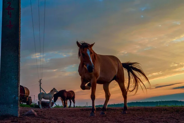 Atlar şafak vakti çayırda otluyor.