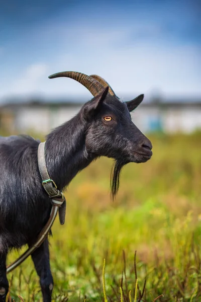 Une Chèvre Noire Paît Laisse Dans Une Prairie Photographié Gros — Photo
