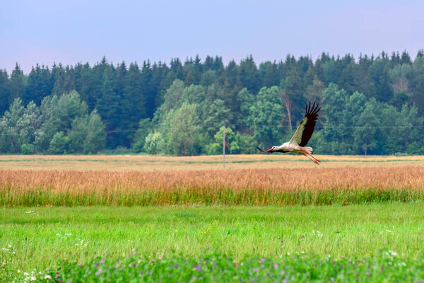 The stork is flying over the field