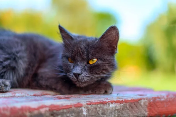 Gato Negro Está Acostado Banco — Foto de Stock