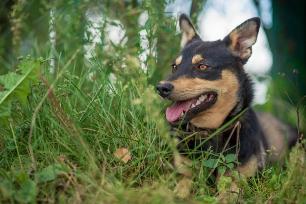 Portret Psa Trawie Lesie — Zdjęcie stockowe