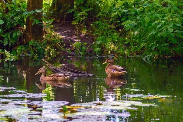 Ördek gölette yüzer