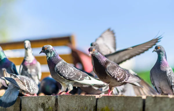 Tauben Ein Taubenschwarm Auf Dem Stadtplatz Sommer Aus Nächster Nähe — Stockfoto