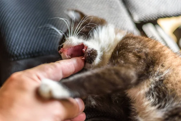 Siyah küçük bir kedi yavrusunun yakın görüntüsü.