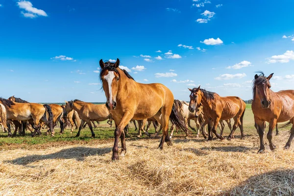 Troupeau Chevaux Galopant Travers Champ — Photo