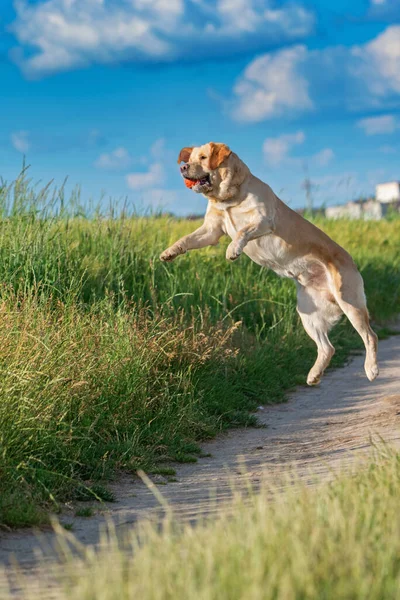 Rehkitz Labrador Spielt Mit Einem Ball Auf Einem Sommerfeld — Stockfoto