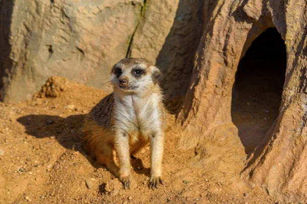 Porträt Eines Kleinen Erdmännchens — Stockfoto