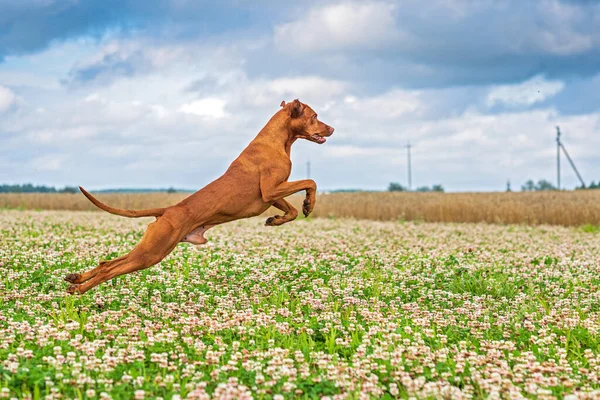 Seekor Anjing Pemburu Mengejar Mangsa Difoto Close Dalam Gerak — Stok Foto