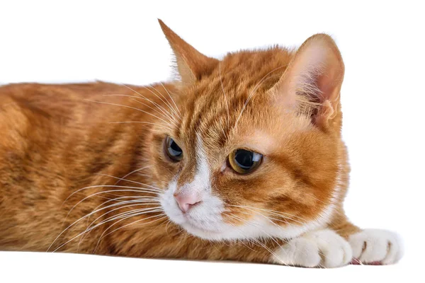 Zencefilli kedi portresine bak