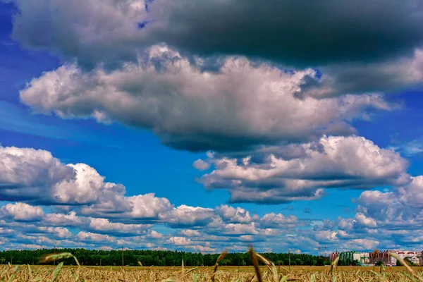 Natural landscape, Sky in clouds and wheat field