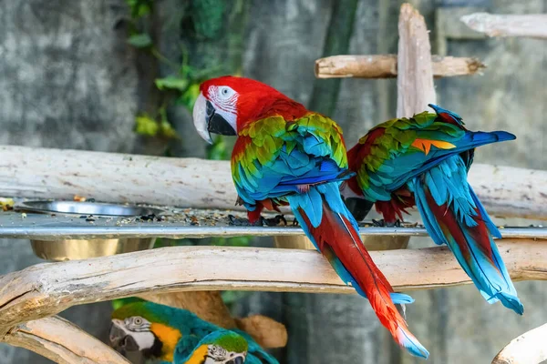 Pár Papoušků Větvi — Stock fotografie