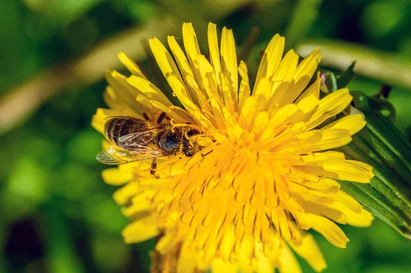 Bee Samlar Nektar Närbild — Stockfoto
