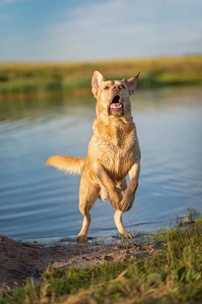 Labrador Berdiri Kaki Belakangnya Danau Difoto Pada Musim Panas Close — Stok Foto