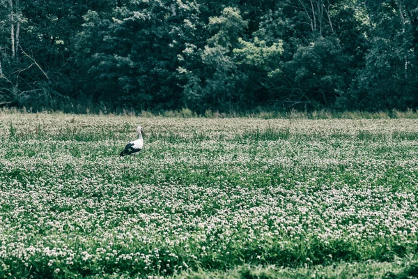 Stork Περπάτημα Ένα Πράσινο Πεδίο — Φωτογραφία Αρχείου