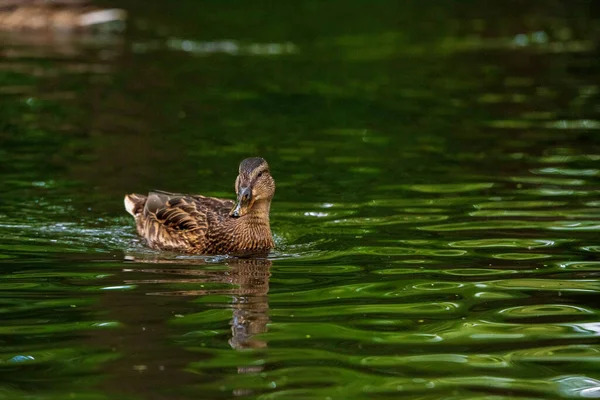 Wild Ducks Swim Pond Evening — Stock Photo, Image