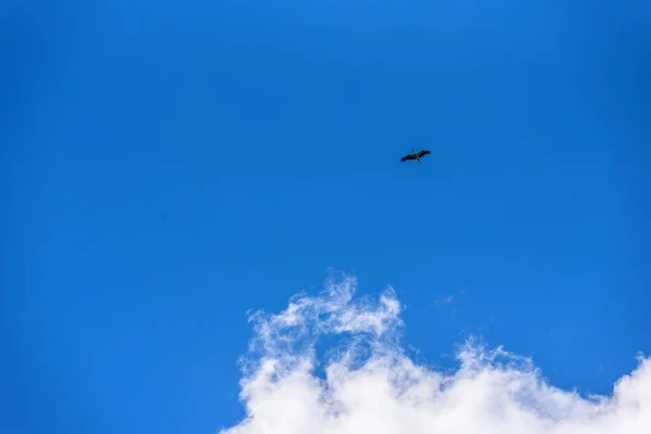 Cegonha Voa Contra Fundo Das Nuvens — Fotografia de Stock