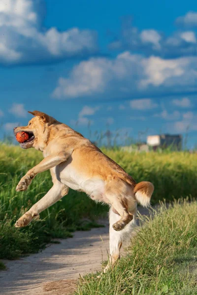 Fawn Labrador Bermain Dengan Bola Lapangan Musim Panas — Stok Foto