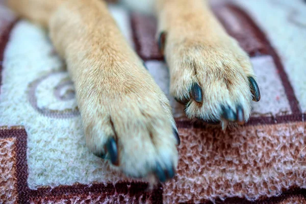 Dog\'s paw macro