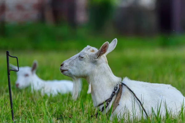 Portrait Une Chèvre Dans Une Prairie — Photo