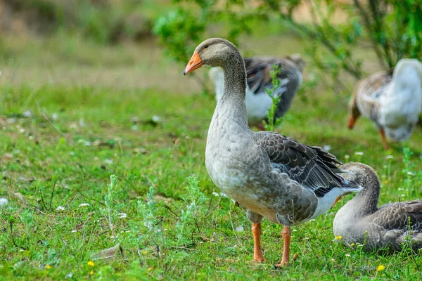 Ördekler kıyı boyunca yürür.