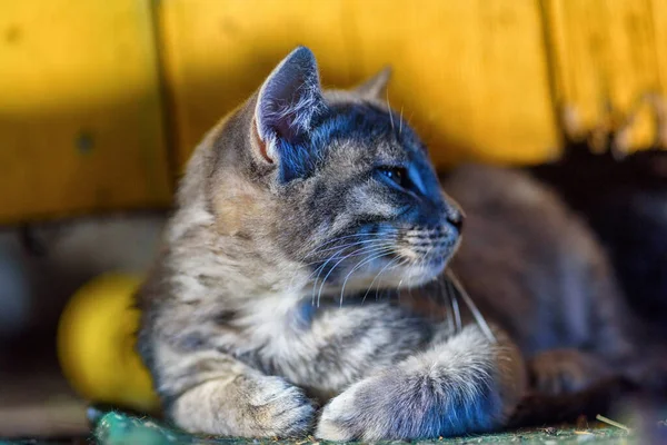 View Beautiful Gray Cat — Stock Photo, Image