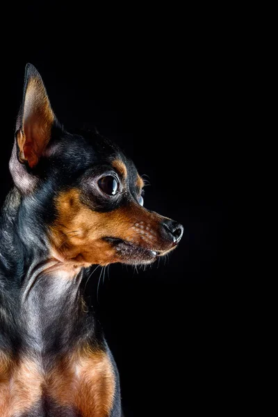 Retrato Perro Ruso Juguete Terrier —  Fotos de Stock