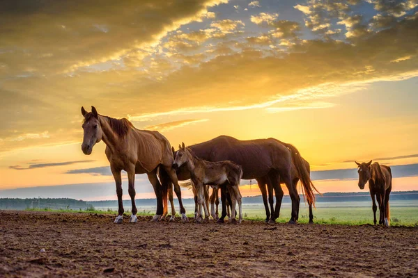 Horses Field Graze Dawn — Stock Photo, Image