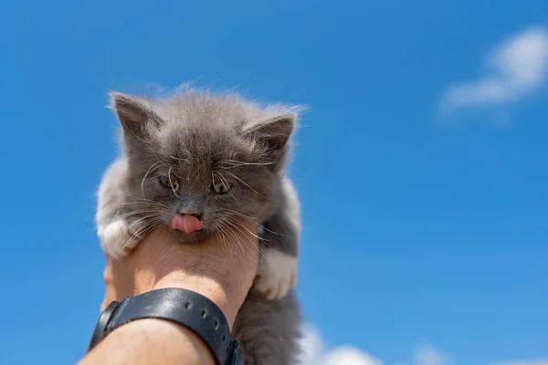 Een Klein Grijs Ziek Dakloze Katje Hand Van Een Man — Stockfoto