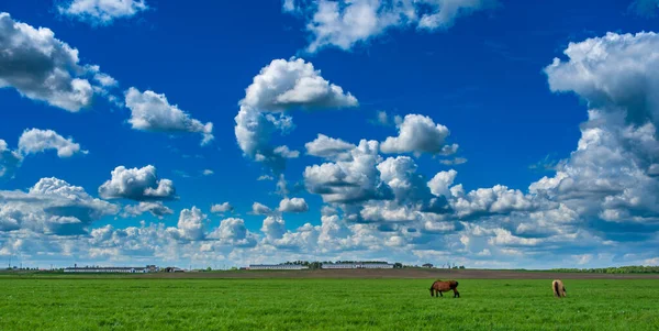 Een Paard Schampt Het Veld Gefotografeerd Tegen Lucht Wolken — Stockfoto