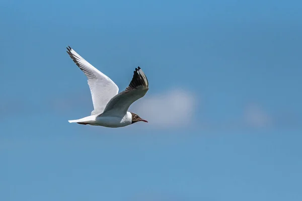 Flying Seagull Sky — Stock Photo, Image