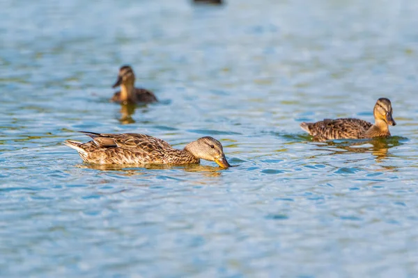 Die Ente Auf Dem See Sucht Nach Fischen Aus Nächster — Stockfoto