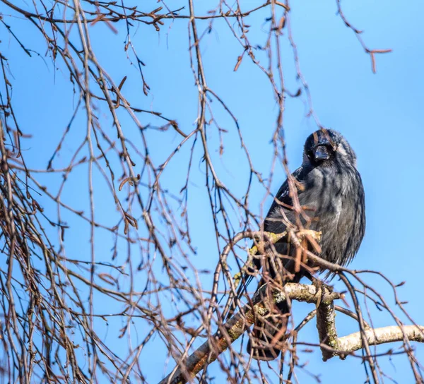 枝の間にカラスが木の上に座っている — ストック写真